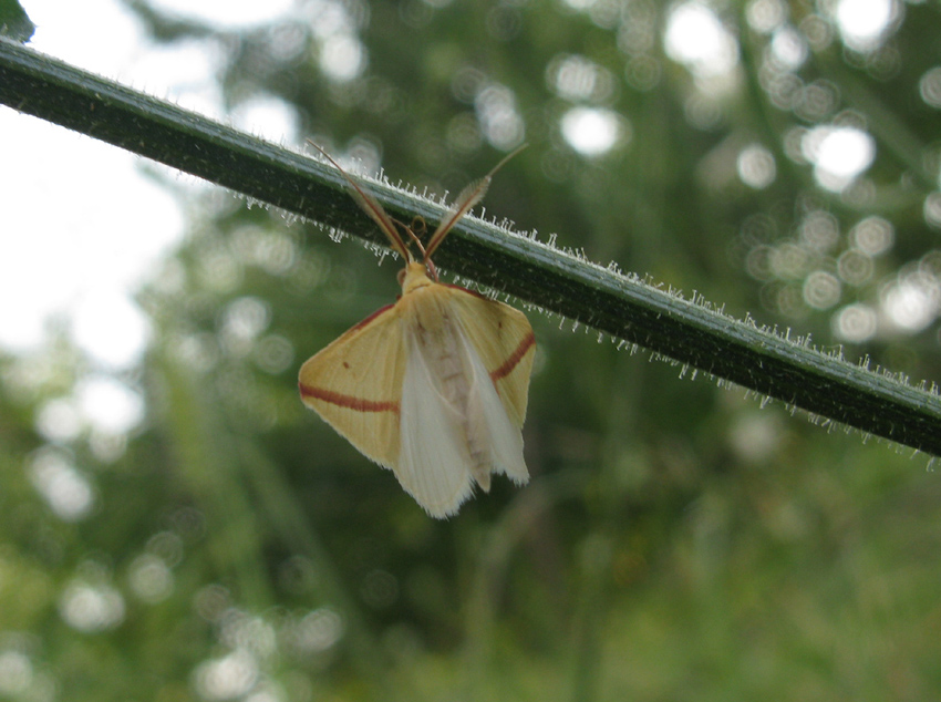 farfallina da idendificare